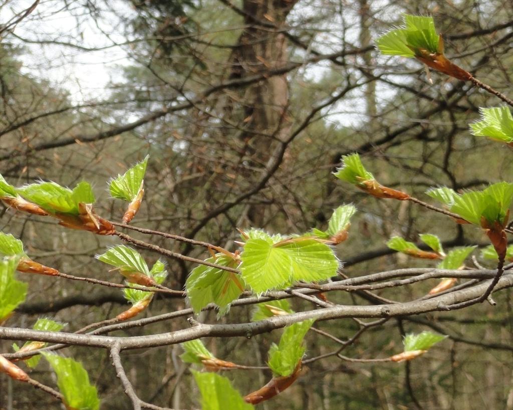 Fagus sylvatica (door wim van der neut)