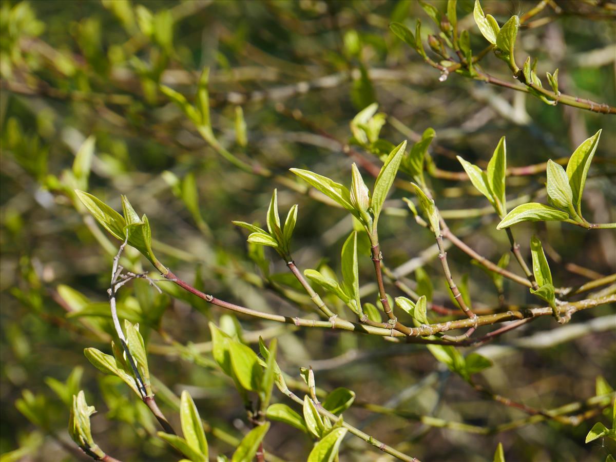 Cornus sanguinea (door Wim van der Neut)