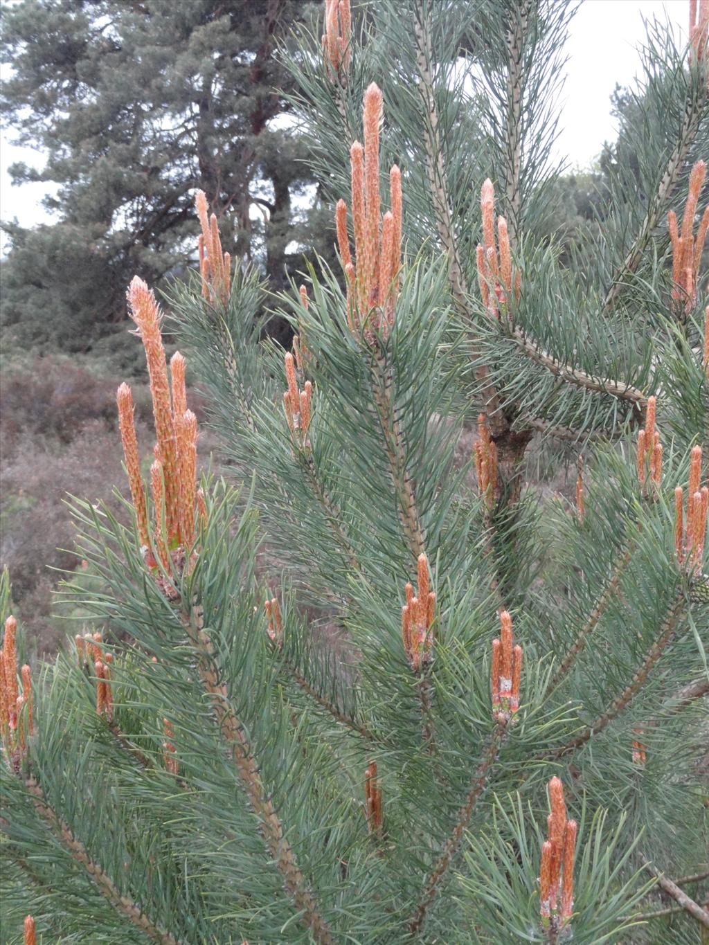 Pinus pinaster (door wim van der neut)