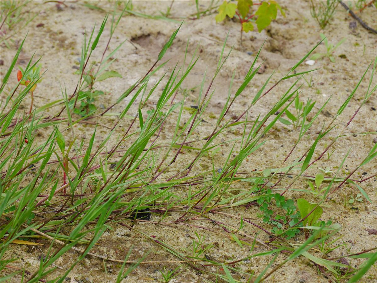 Agrostis stolonifera (door Wim van der Neut)