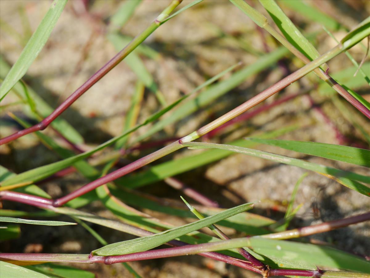 Agrostis stolonifera (door Wim van der Neut)