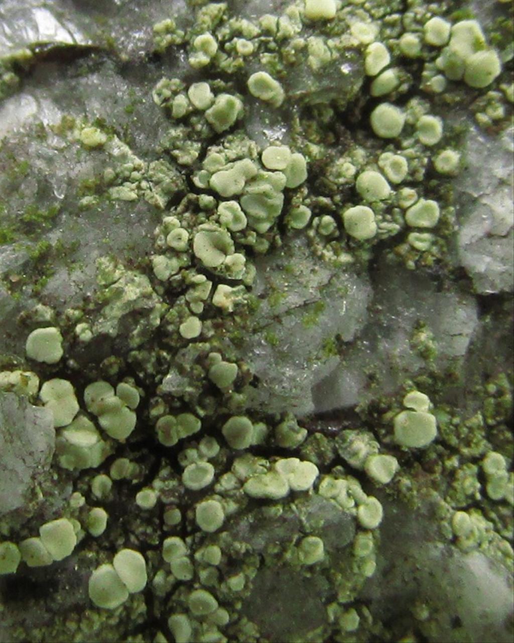 Lecanora polytropa (door Riet van Oosten)