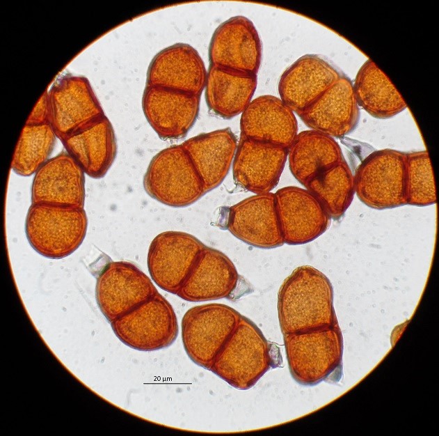 Puccinia bornmuelleri (door Willy Heimeriks)