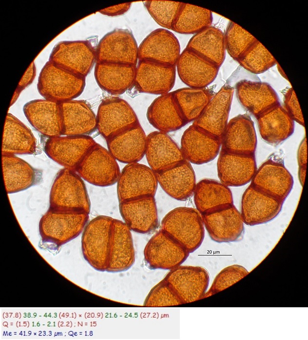 Puccinia bornmuelleri (door Willy Heimeriks)