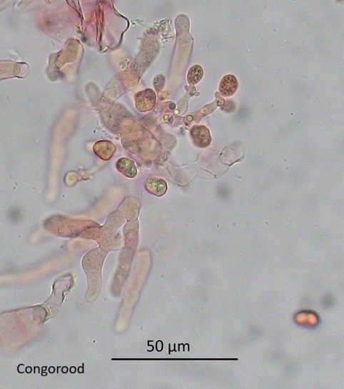 Tetragoniomyces uliginosus (door Laurens van der Linde)