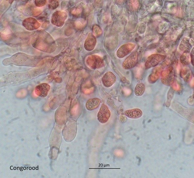 Tetragoniomyces uliginosus (door Laurens van der Linde)