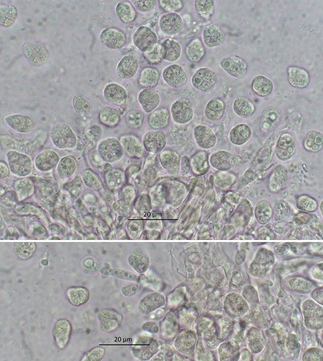 Tetragoniomyces uliginosus (door Laurens van der Linde)