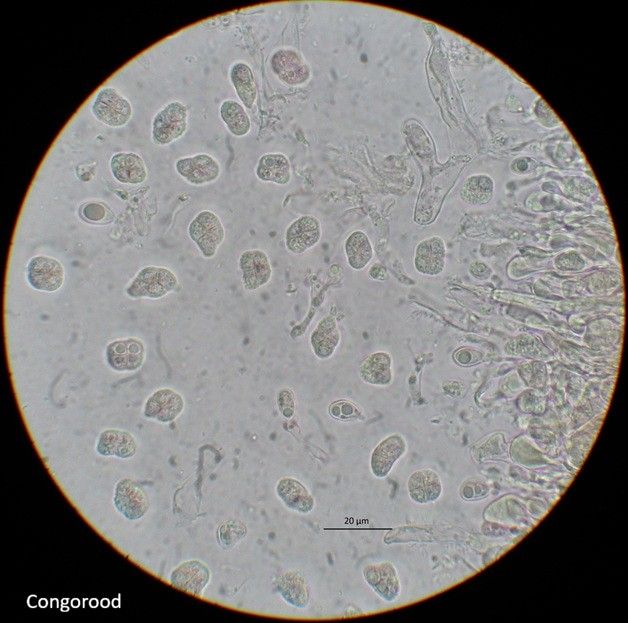 Tetragoniomyces uliginosus (door Laurens van der Linde)