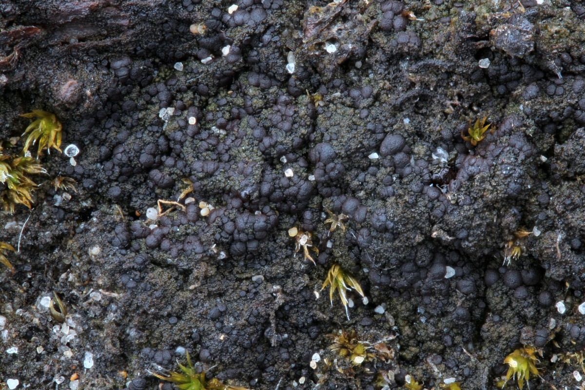 Placynthiella uliginosa (door Arjan de Groot)