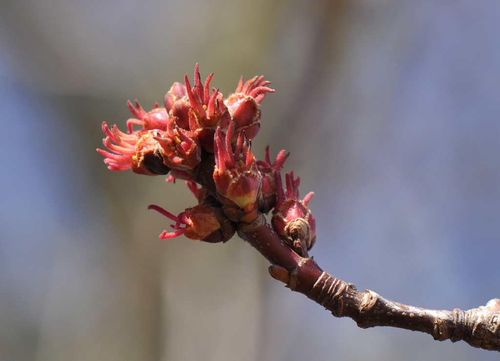 Ulmus glabra (door Willie Riemsma)