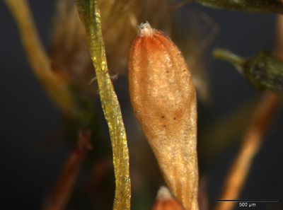 Ulota coarctata (door Cris Hesse)