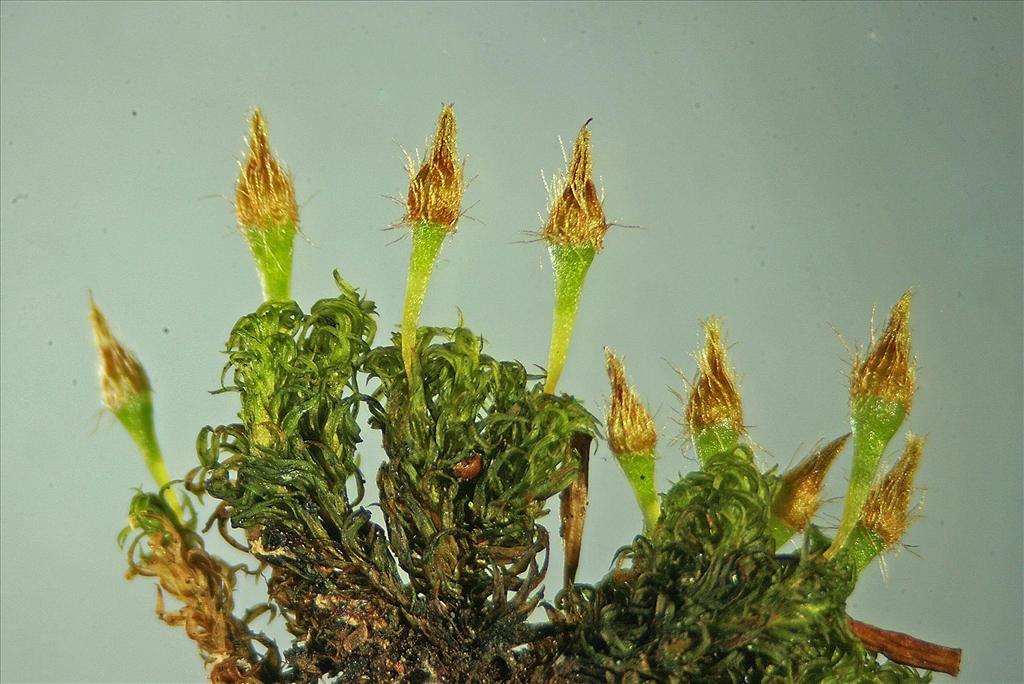 Ulota crispa (door Jan Kersten)