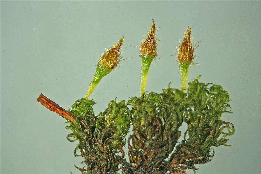 Ulota crispa (door Jan Kersten)