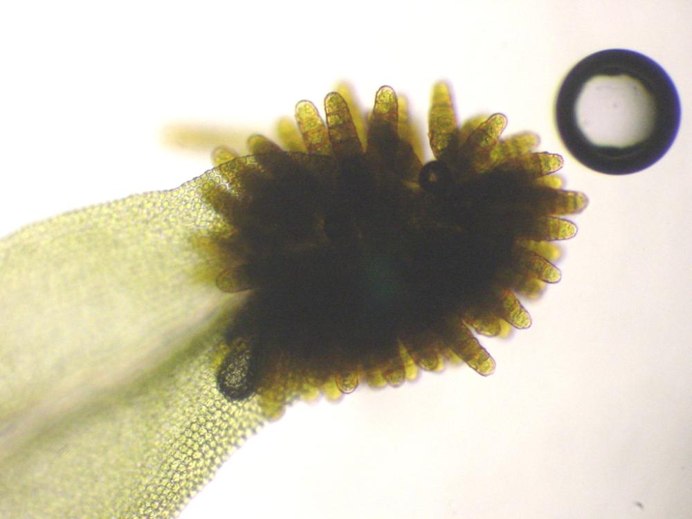 Ulota phyllantha (door Dick Haaksma)