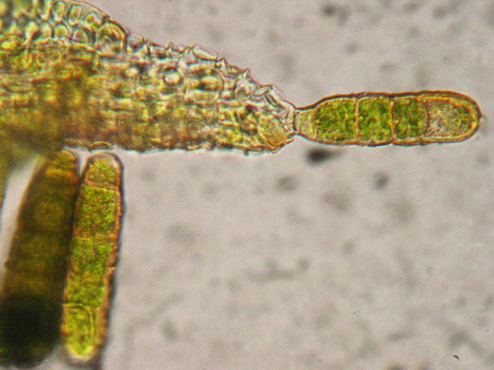 Ulota phyllantha (door Dick Haaksma)