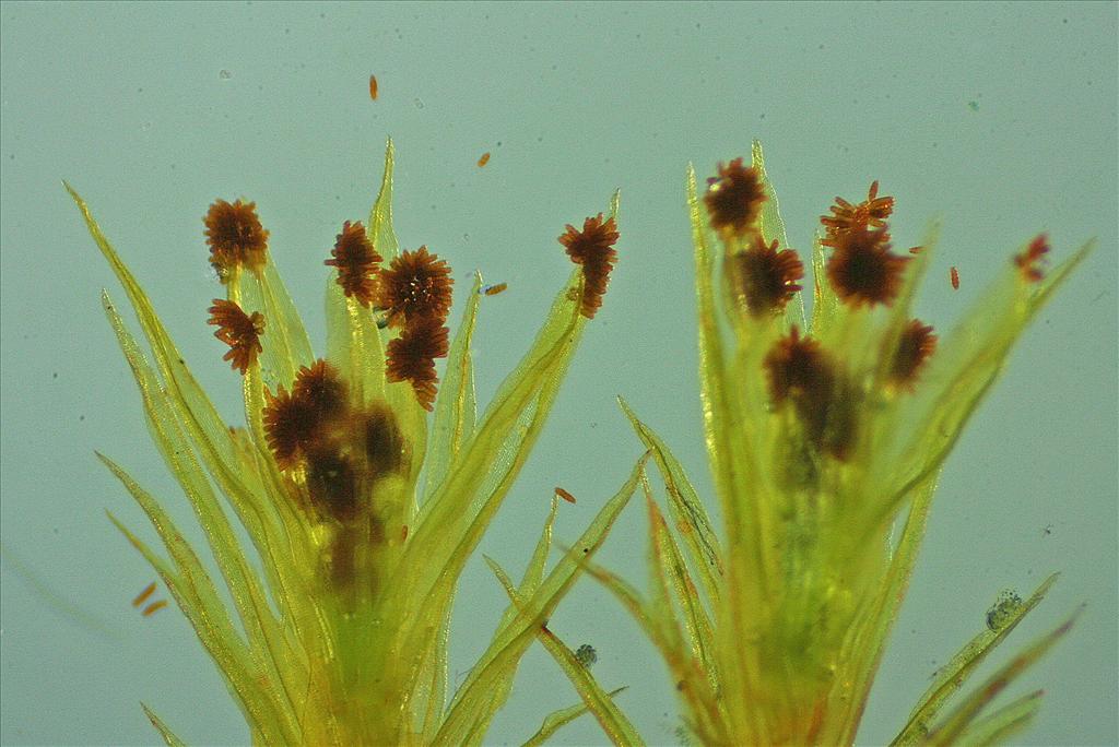 Ulota phyllantha (door Jan Kersten)