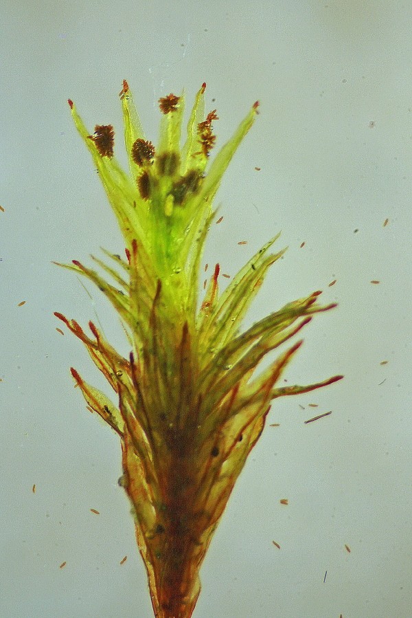 Ulota phyllantha (door Jan Kersten)