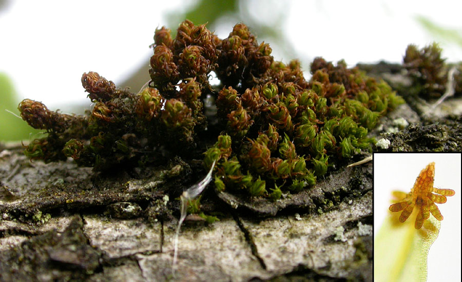 Ulota phyllantha (door Norbert Stapper)