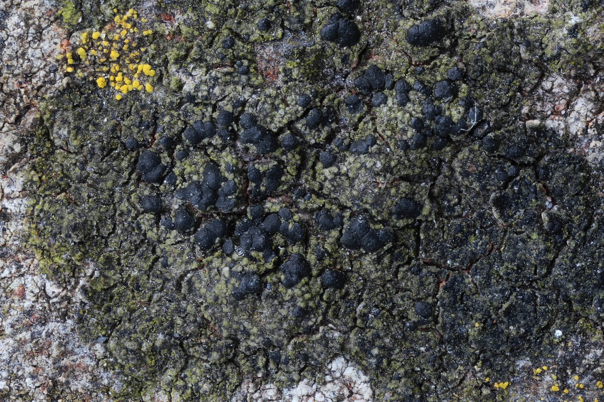 Scoliciosporum umbrinum (door Arjan de Groot)