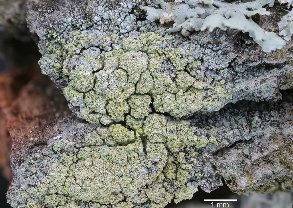 Lecanora barkmaniana (door Norbert Stapper)