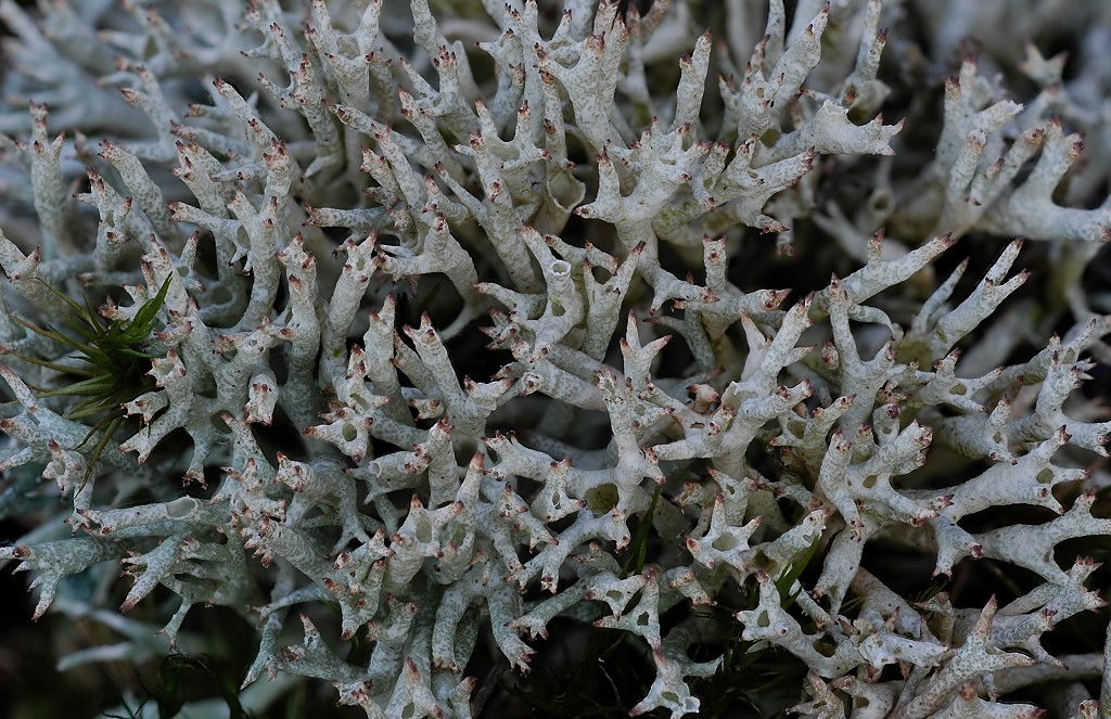 Cladonia uncialis (door Arjan de Groot)