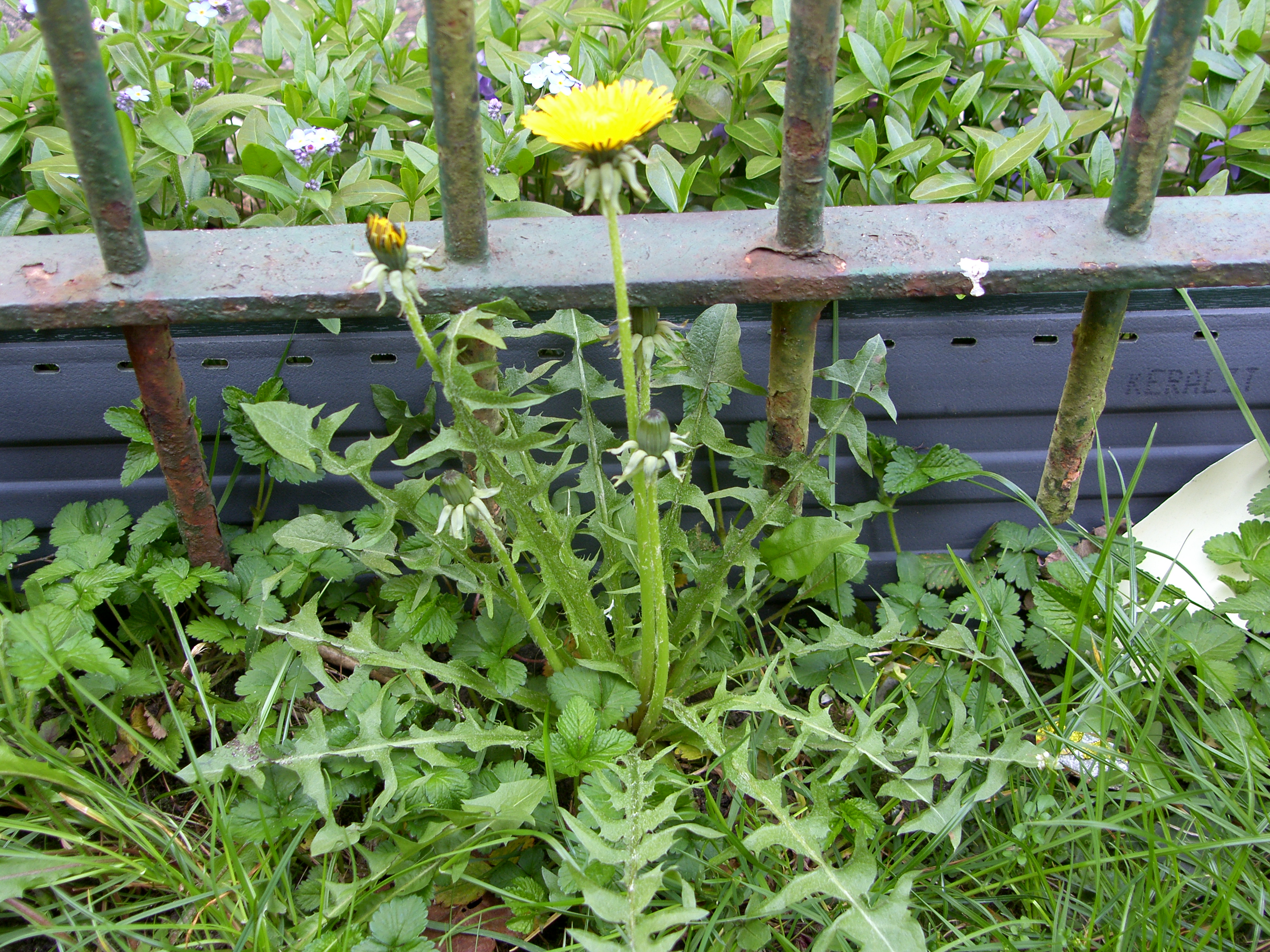 Taraxacum undulatiflorum (door Otto Zijlstra)