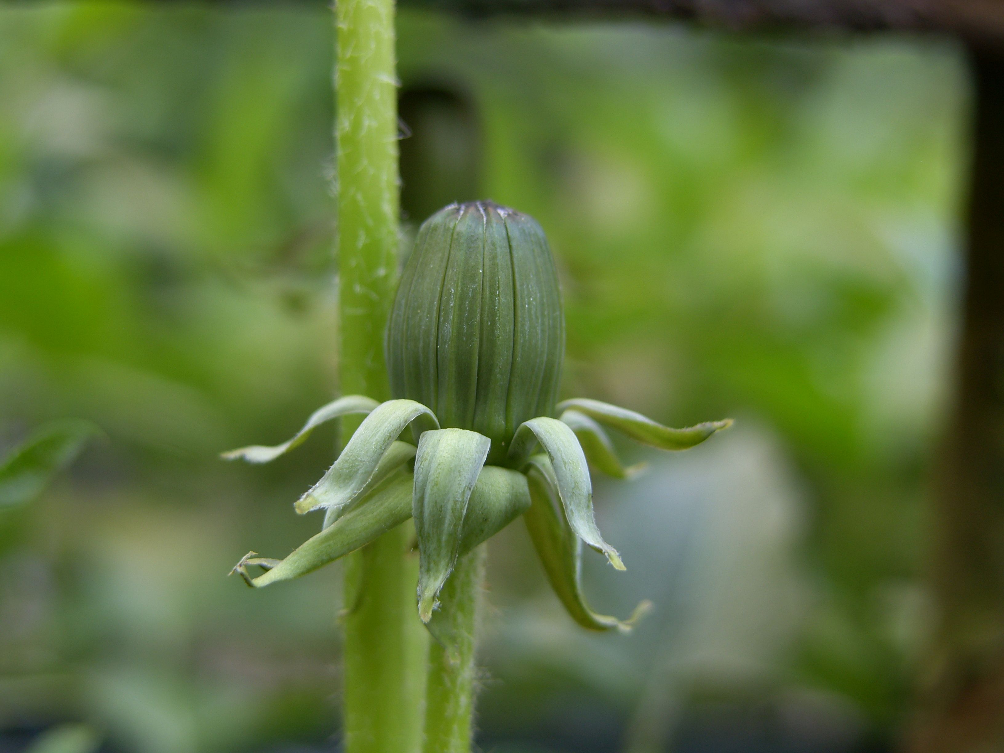 Taraxacum undulatiflorum (door Otto Zijlstra)