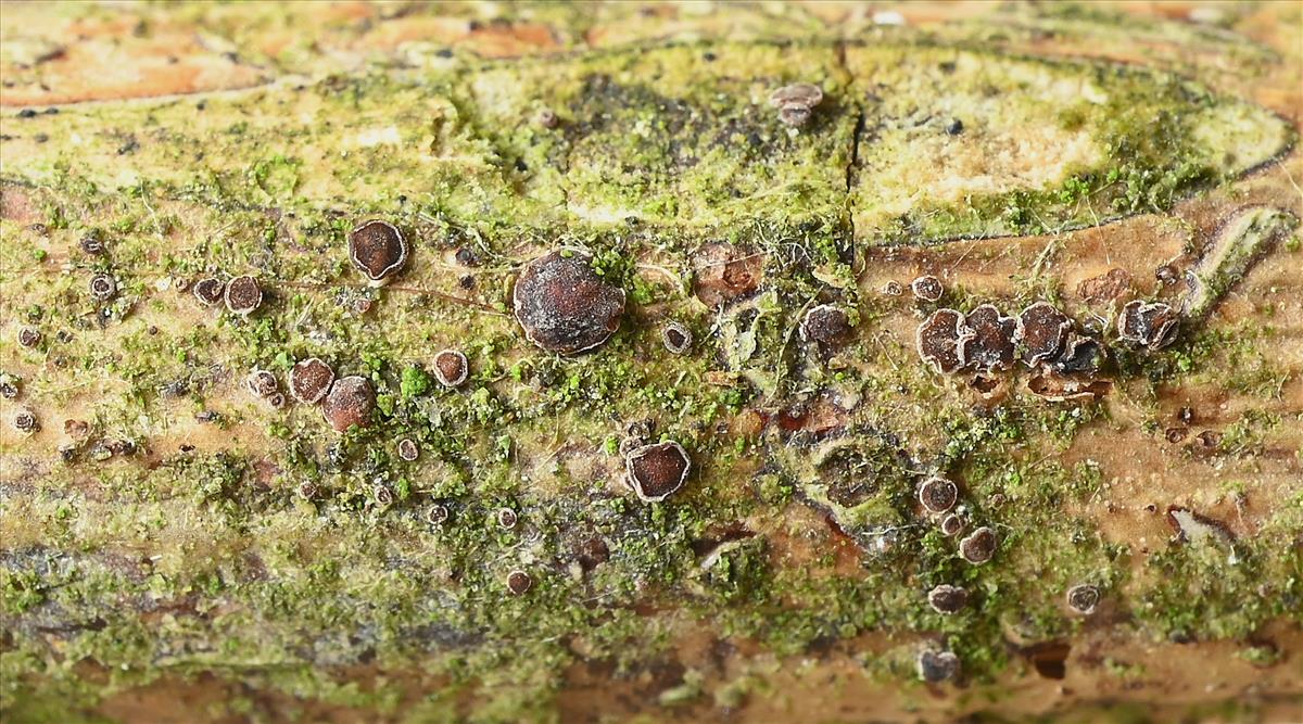 Unguiculariopsis hamatopilosa (door Laurens van der Linde)
