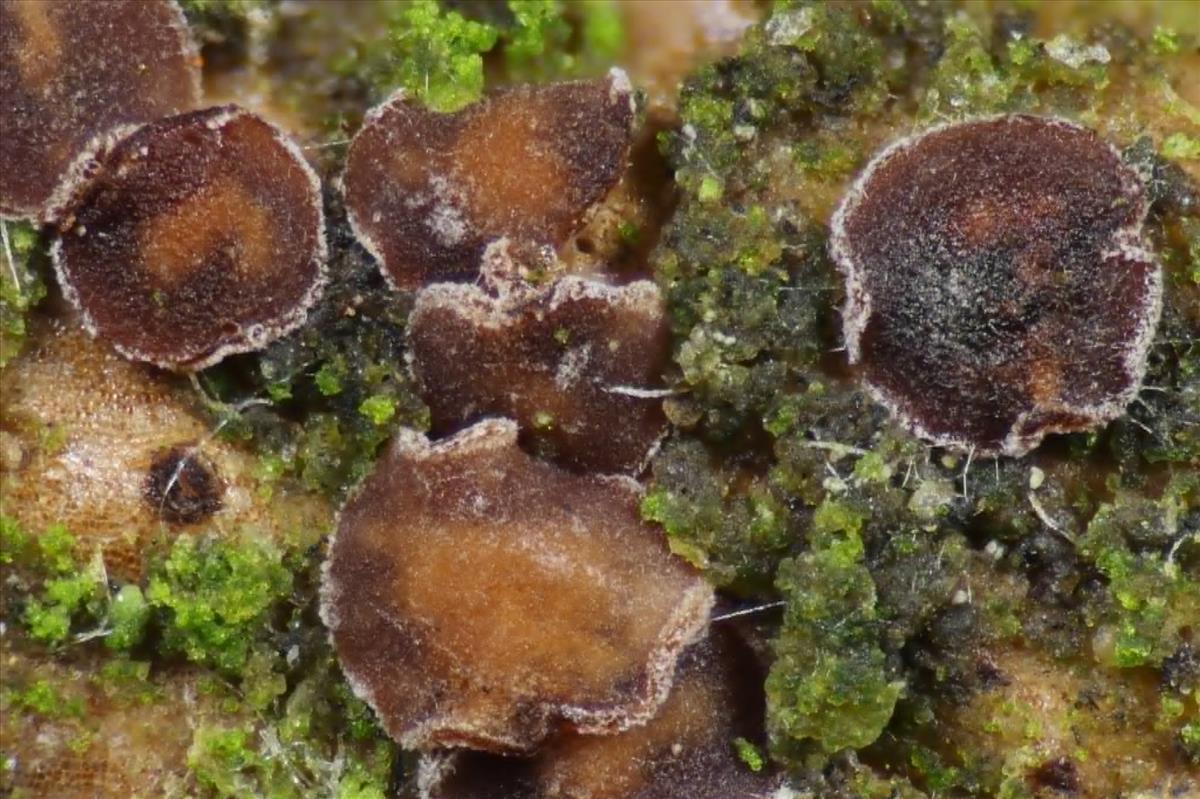 Unguiculariopsis hamatopilosa (door Laurens van der Linde)
