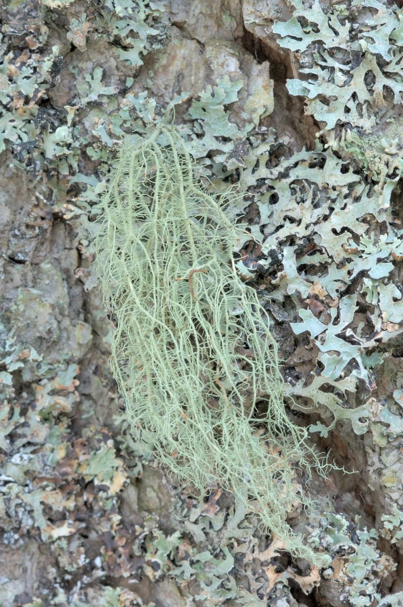 Usnea filipendula (door Vilda - Rollin Verlinde)