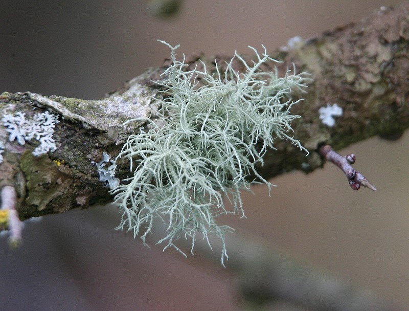 Usnea subfloridana (door Laurens Sparrius)