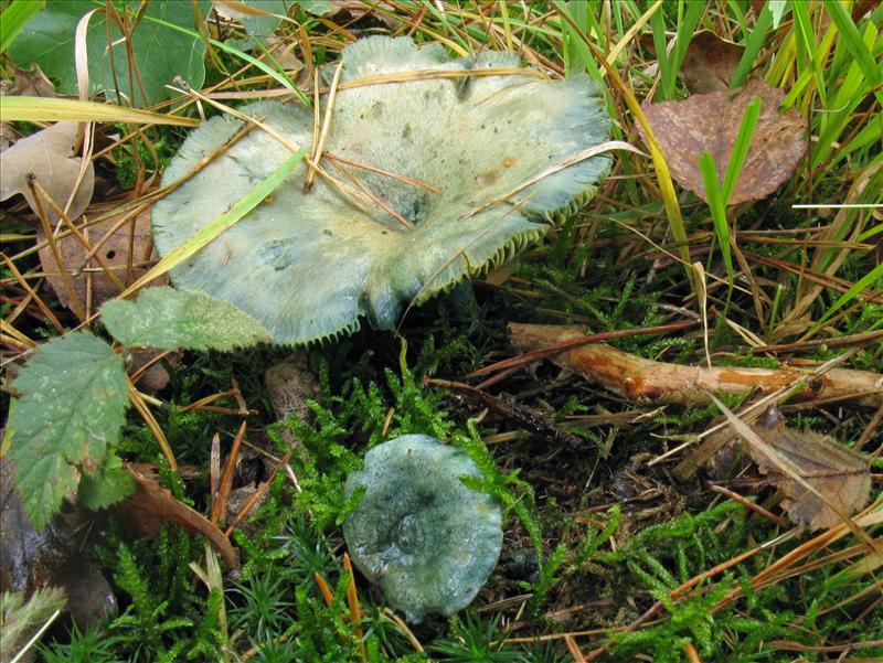 Lactarius quieticolor (door Hannie Wijers)