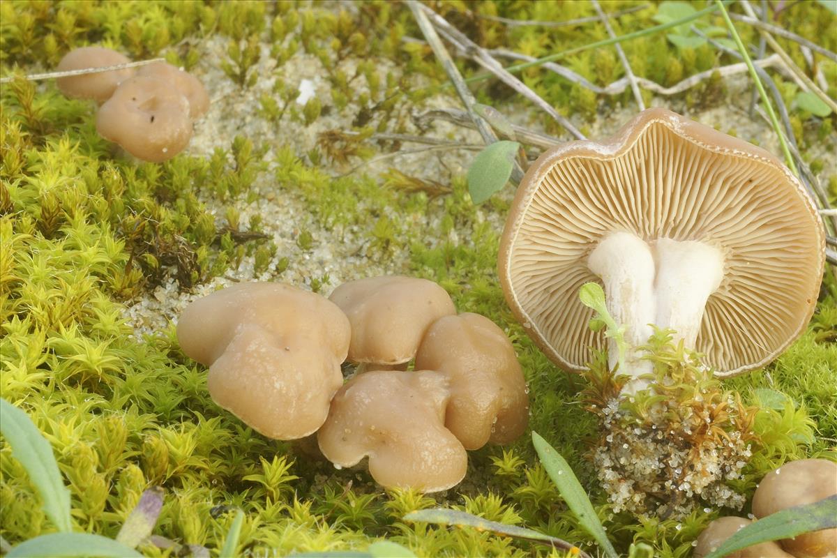 Clitocybe diatreta (door Henk Remijn)