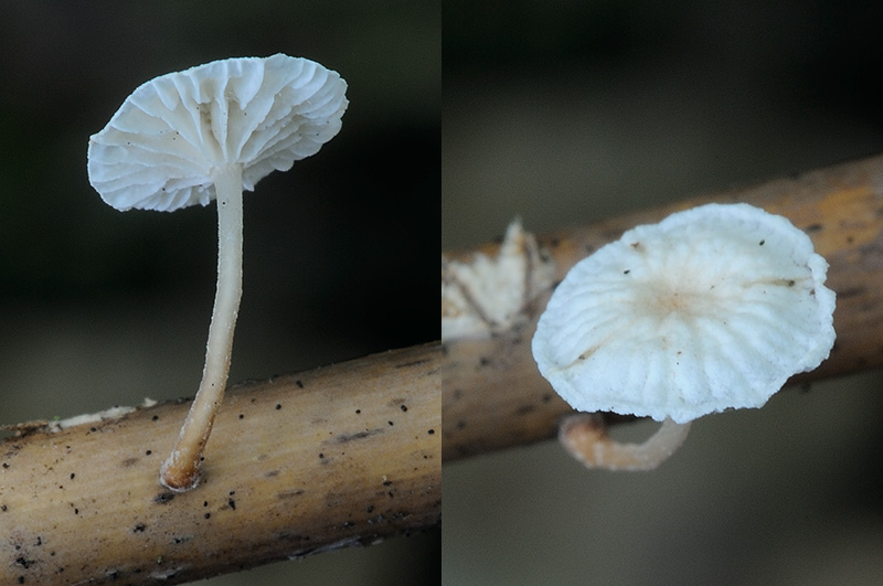 Marasmiellus vaillantii (door Kik van Boxtel)