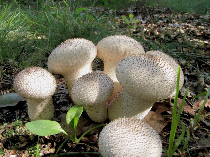 Lycoperdon perlatum var. bonordenii (door Dinant Wanningen)