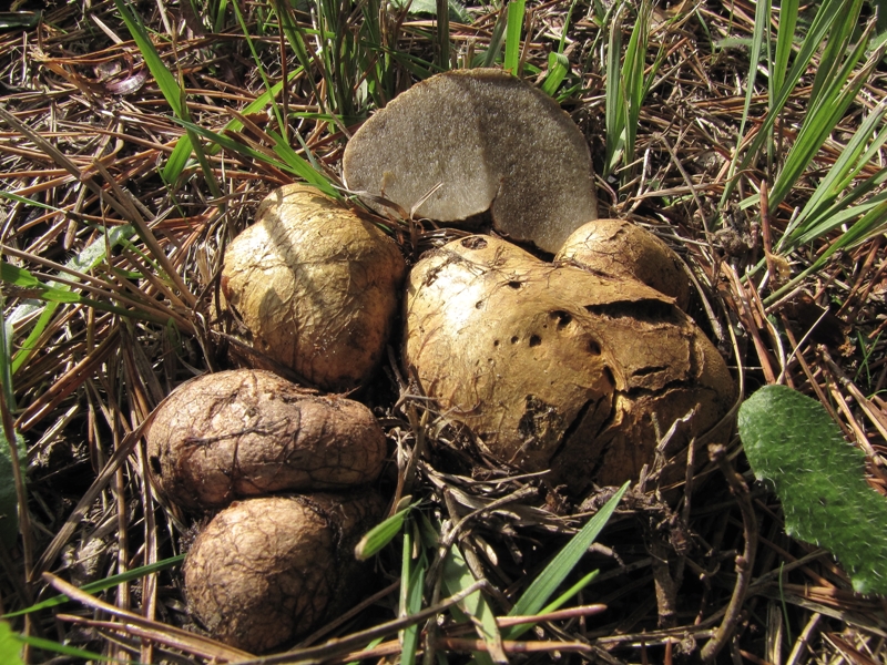 Rhizopogon luteolus (door Dinant Wanningen)