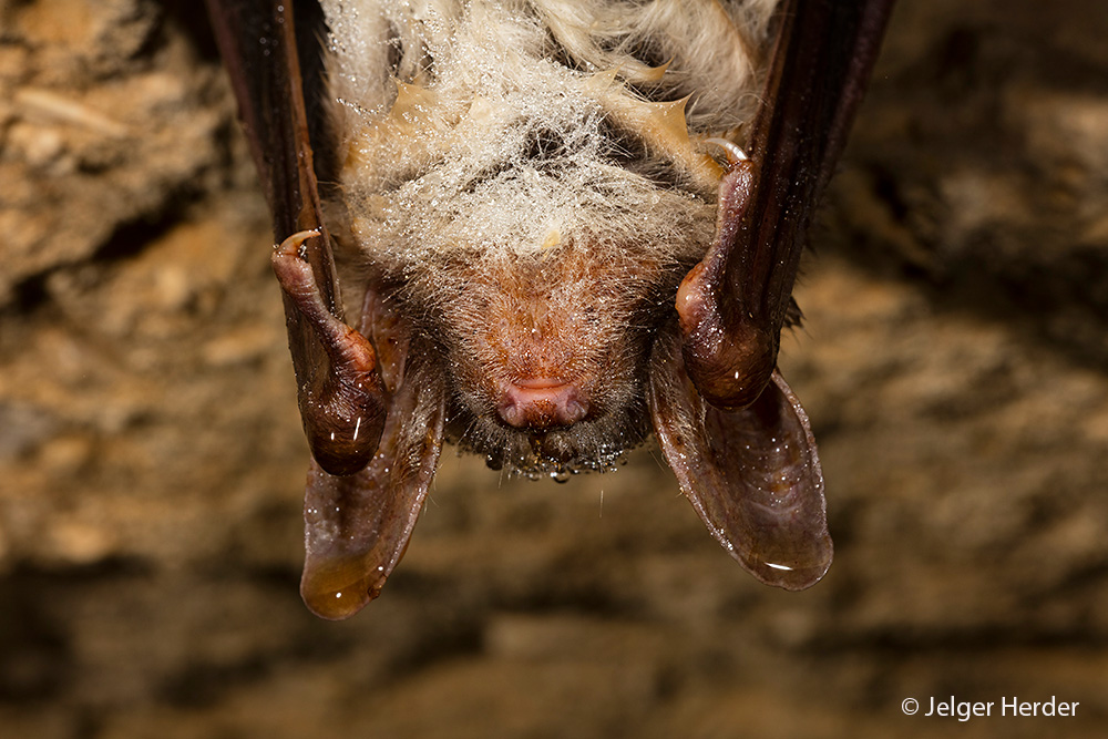 Myotis myotis (door Jelger Herder)