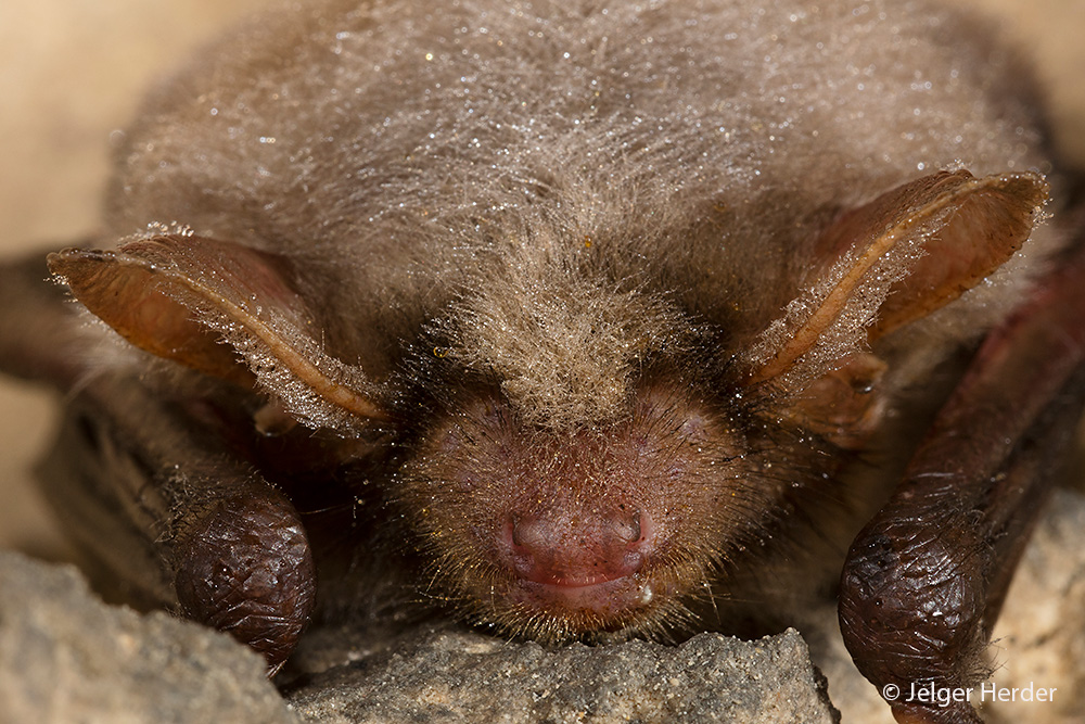 Myotis myotis (door Jelger Herder)