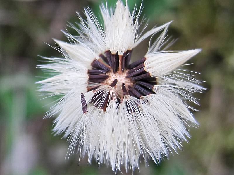 Arnica montana (door Grada Menting)