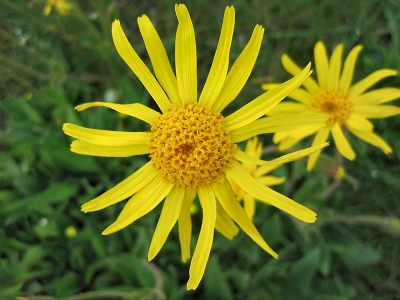 Arnica montana (door Grada Menting)