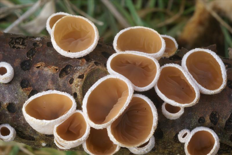 Schizophyllum amplum (door Henk Remijn)