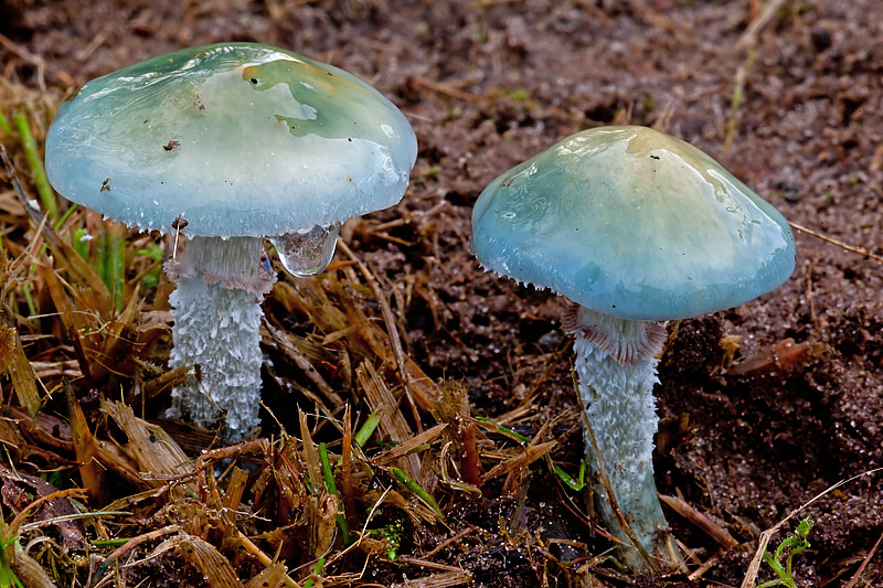 Stropharia caerulea (door John Breugelmans)