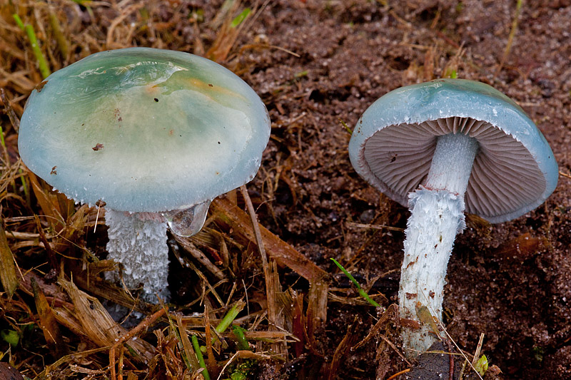 Stropharia caerulea (door John Breugelmans)