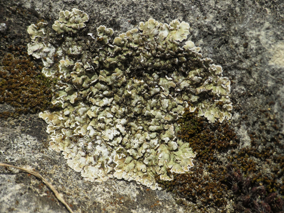 Squamarina cartilaginea (door Jeroen Hoek)