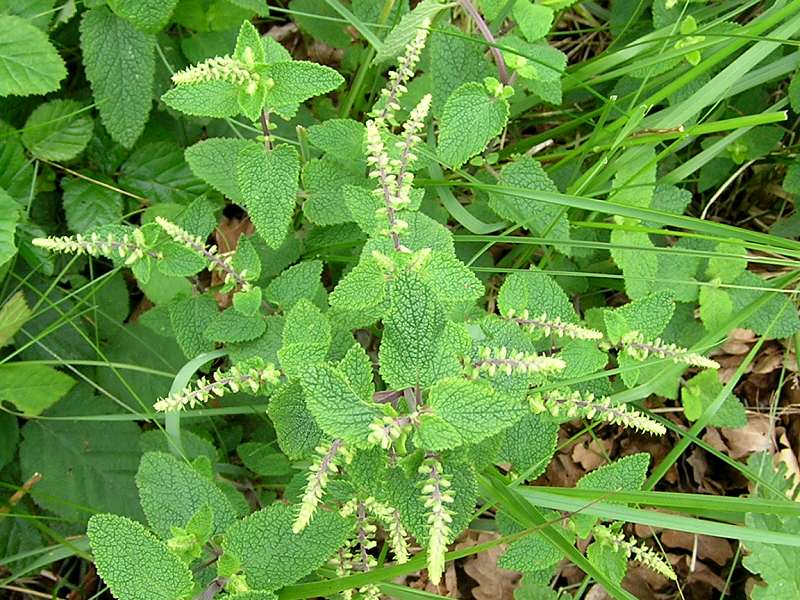 Teucrium scorodonia (door Grada Menting)