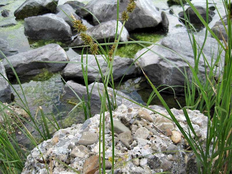 Carex otrubae (door Grada Menting)