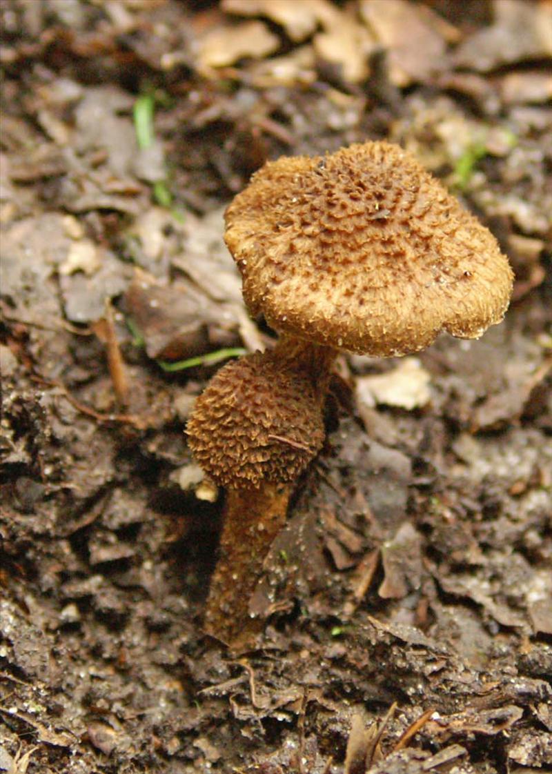 Inocybe stellatospora (door Hannie Wijers)