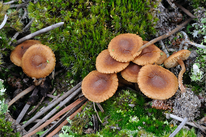 Inocybe jacobi (door Kik van Boxtel)