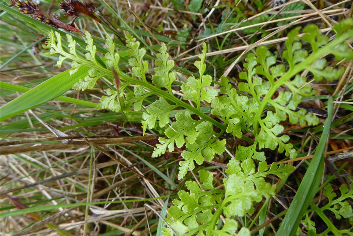 Asplenium adiantum-nigrum (door Koen van Zoest)