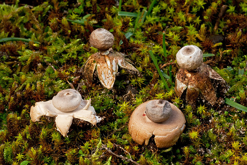 Geastrum minimum (door John Breugelmans)